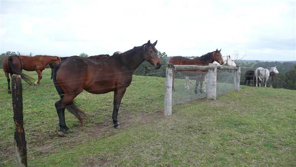 Lomar Park Stud (7/03/2013 10:03:01 AM)