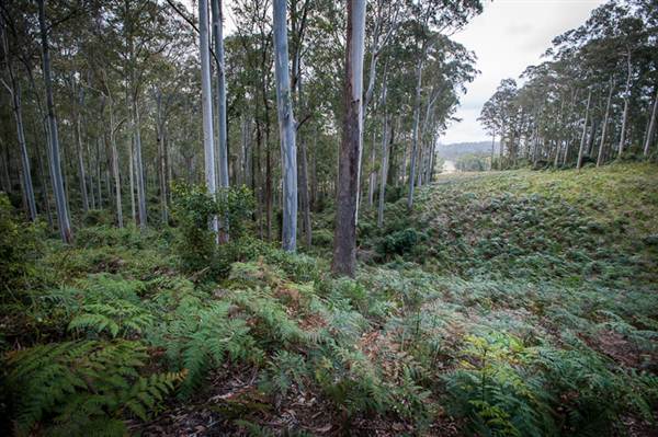 Murramarang National Park (7/03/2013 2:21:55 PM)