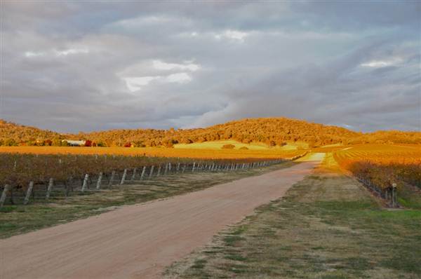 Mudgee Area Vineyards (7/03/2013 2:36:44 PM)