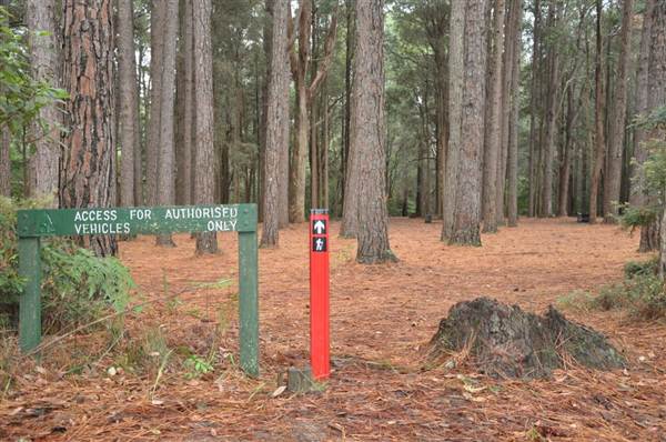 Olney State Forest (7/03/2013 3:03:52 PM)
