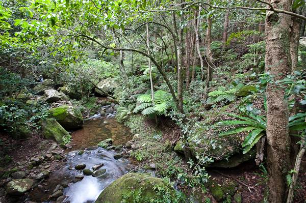 Minnamurra Falls (7/03/2013 11:41:39 PM)