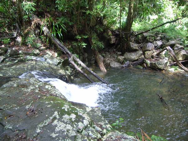 Terania Creek picnic area & Protesters Falls walking track (9/03/2013 1:39:22 AM)
