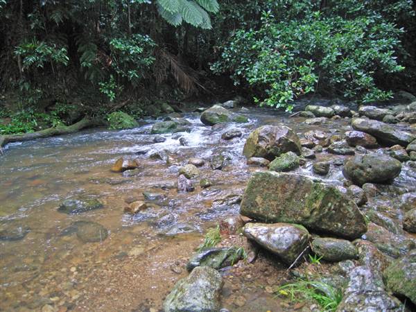 Terania Creek picnic area & Protesters Falls walking track (9/03/2013 1:40:33 AM)