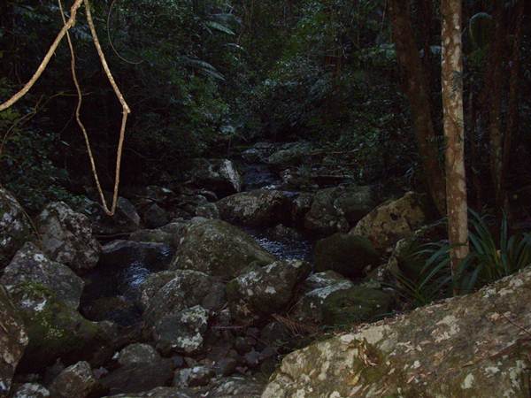 Terania Creek picnic area & Protesters Falls walking track (9/03/2013 1:41:29 AM)
