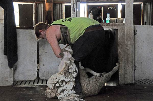 Sheep Station (9/03/2013 3:03:02 AM)