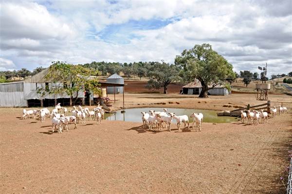 Sheep Station (9/03/2013 3:05:20 AM)