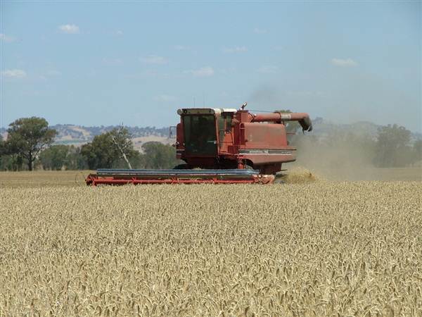 Wheat Crop, near Cowra (9/03/2013 11:16:27 AM)