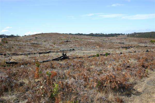 Penrose State Forest - Southern Highlands (9/03/2013 8:04:27 PM)