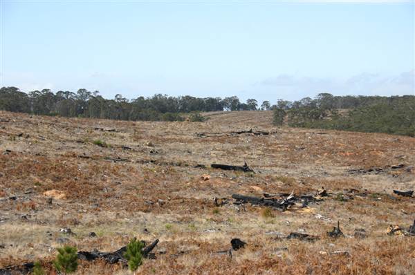 Penrose State Forest - Southern Highlands (9/03/2013 8:04:41 PM)
