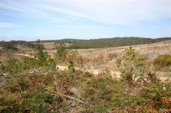 Penrose State Forest - Southern Highlands (9/03/2013 8:05:11 PM)