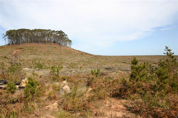 Penrose State Forest - Southern Highlands (9/03/2013 8:06:23 PM)