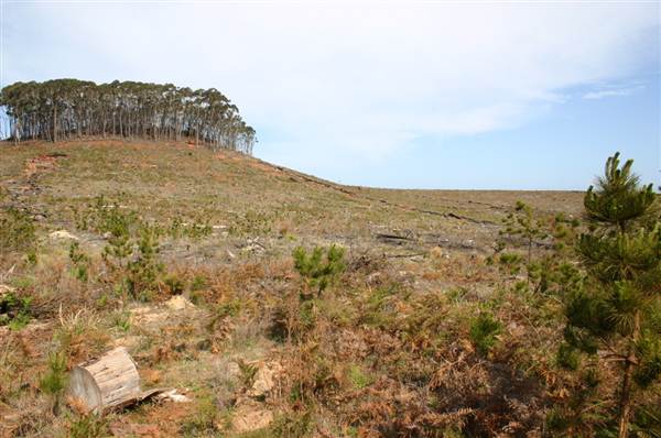 Penrose State Forest - Southern Highlands (9/03/2013 8:07:00 PM)