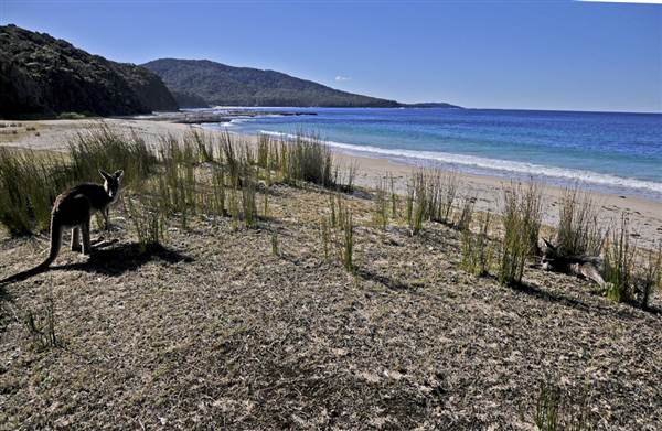 Pebbly Beach (9/03/2013 8:07:18 PM)