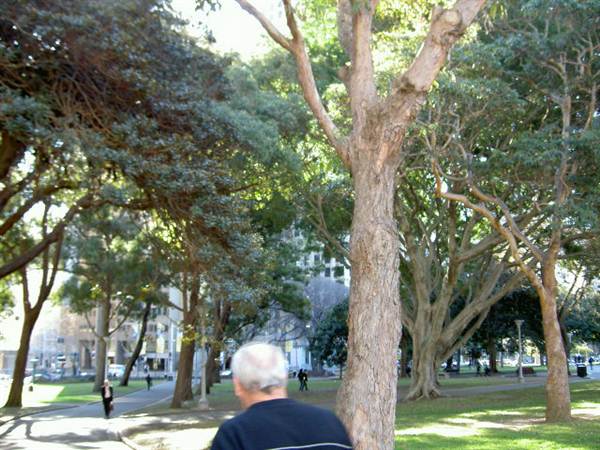 Hyde Park and Archibald Fountain - Sydney CBD (11/03/2013 1:13:23 PM)