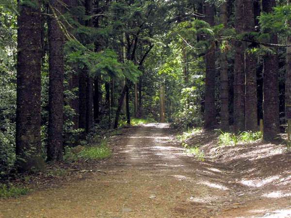 Way Way State Forest (11/03/2013 2:55:14 PM)