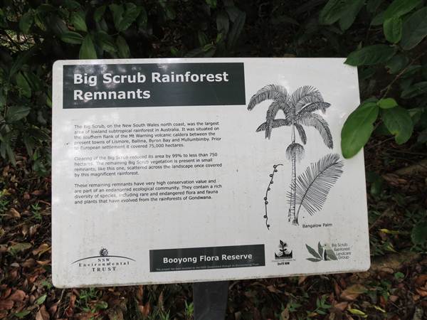 Booyong Flora Reserve (11/04/2013)