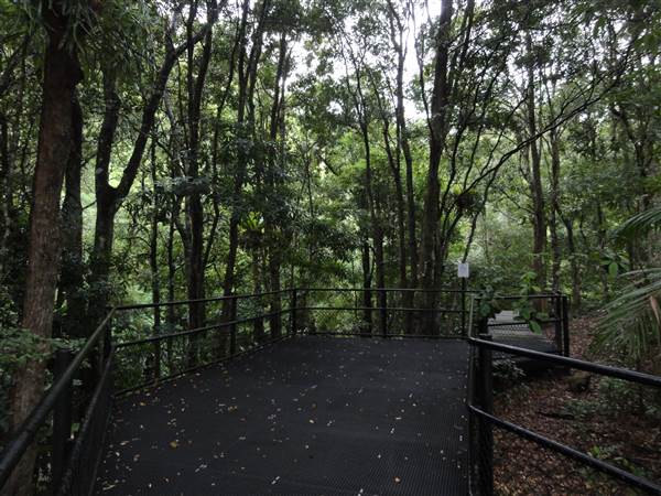 Minnamurra Rainforest Walk (28/02/2011)