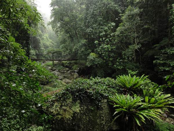 Minnamurra Rainforest Walk (28/02/2011 - Credits: Tony Brown/SISE)