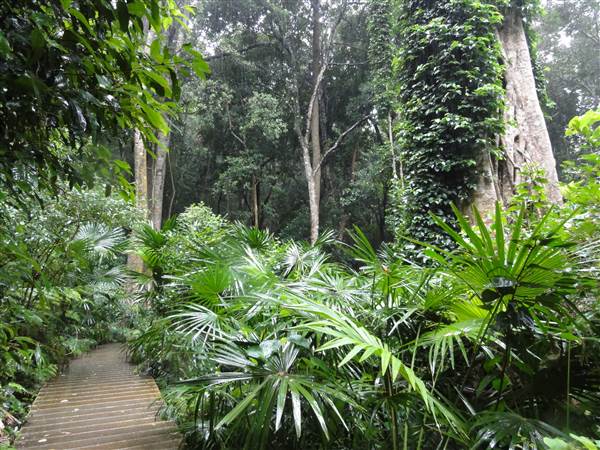 Minnamurra Rainforest Walk (28/02/2011 - Credits: Tony Brown/SISE)