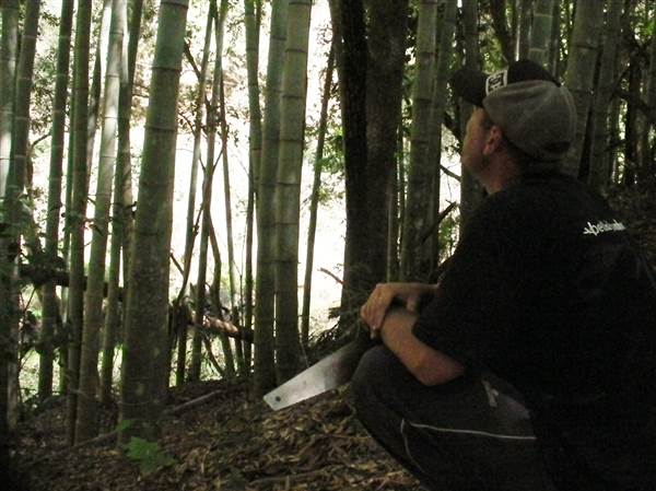 Private Properties - Bamboo, Jungle, Exotic, Forest (26/11/2013)