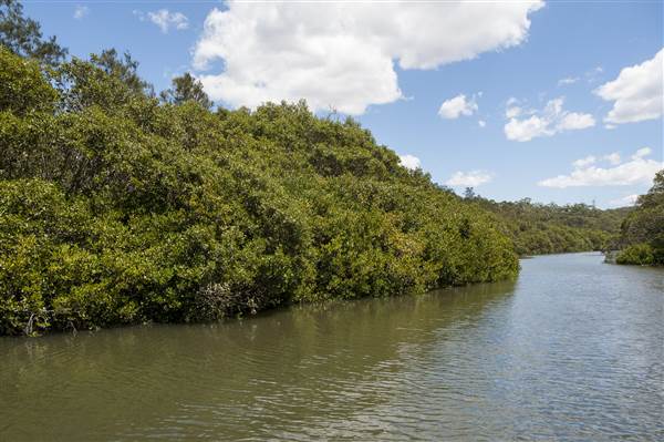 Georges River (5/12/2013)