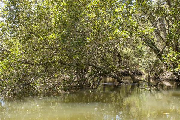 Georges River (5/12/2013)