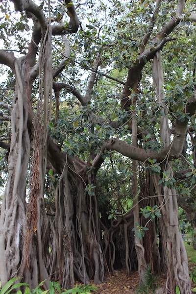 Maiden Theatre - Royal Botanic Garden Sydney (24/10/2014)