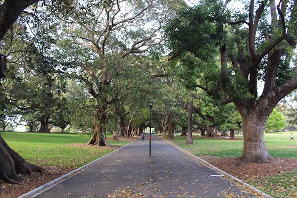 The Domain - Royal Botanic Garden Sydney (24/10/2014)