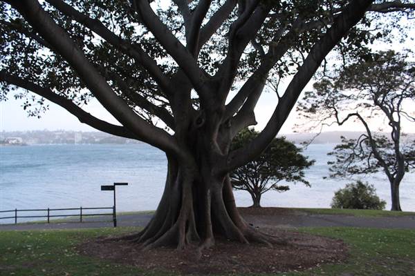 Mrs. Macquarie's Point - Royal Botanic Garden Sydney (24/10/2014)