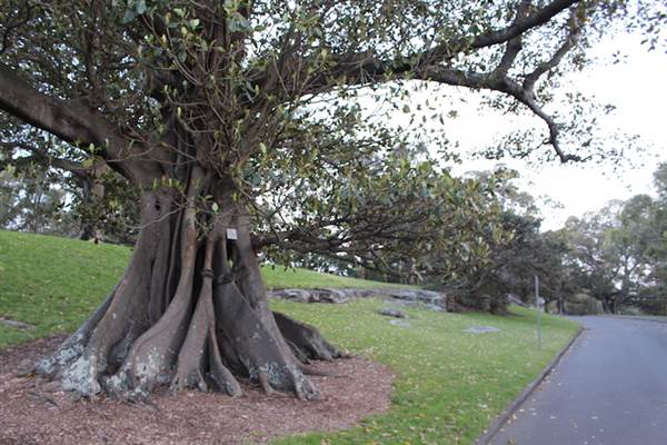 Mrs. Macquarie's Point - Royal Botanic Garden Sydney (24/10/2014)