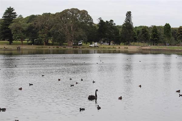 Centennial Park - Duck Pond (24/10/2014)