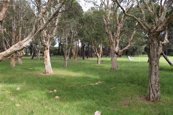 Centennial Park - Equestrian Grounds (24/10/2014)