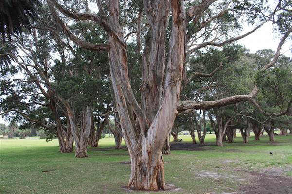 Centennial Park - Lachlan Reserve (24/10/2014)