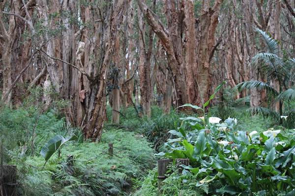 Centennial Park - Lachlan Swamp (24/10/2014)