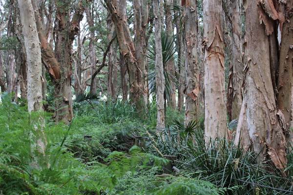 Centennial Park - Lachlan Swamp (24/10/2014)