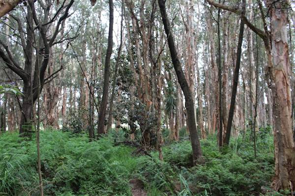 Centennial Park - Lachlan Swamp (24/10/2014)