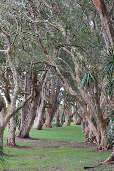 Centennial Park - Lachlan Swamp (24/10/2014)