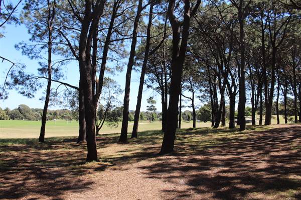 Centennial Park - Pine Grove (24/10/2014)