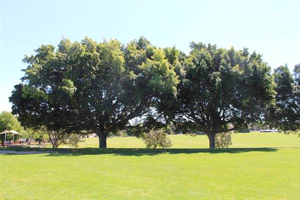 Centennial Park - Queens Park (24/10/2014)