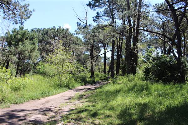 Centennial Park - Sandstone Ridge (24/10/2014)