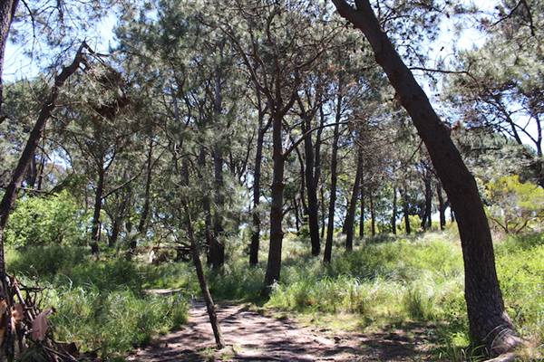 Centennial Park - Sandstone Ridge (24/10/2014)