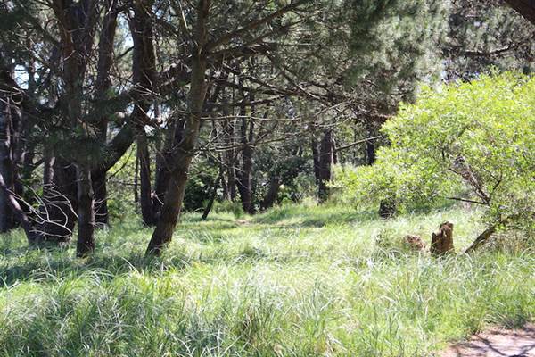 Centennial Park - Sandstone Ridge (24/10/2014)