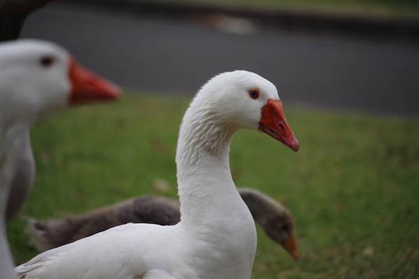 Centennial Park - Frog Hollow (24/10/2014)