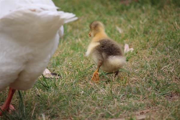 Centennial Park - Frog Hollow (24/10/2014)