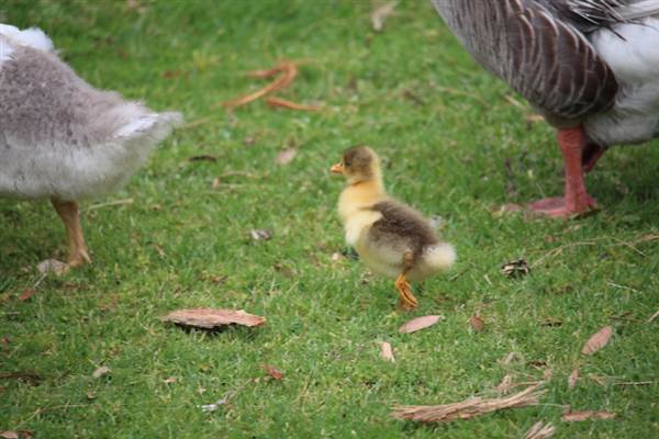 Centennial Park - Frog Hollow (24/10/2014)