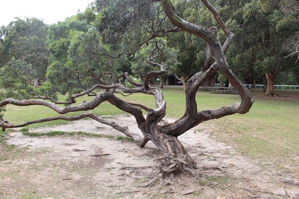 Learners Cycleway Playground - Centennial Park (24/10/2014)