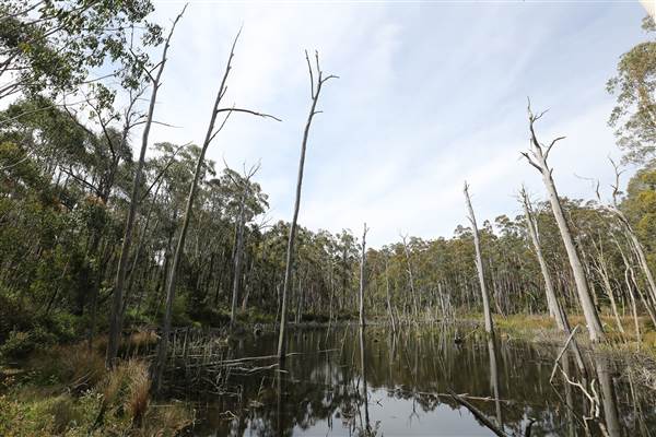 Paddy's River Dam - Paddy's River Dam is inside the Bago State Forrest. It is accessible by 2WD and has large camping areas for tents and caravans. All photos taken along the Roads into Paddy's River Dam and the Walk-ways surrounding the dam. (16/12/2014 - Credits: Eastern Riverina Arts)