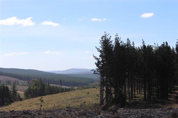 Jenolan State Forest - Logged Area (16/03/2015 - Credits: Jeremy Peek)
