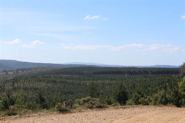 Jenolan State Forest - Logged Area (16/03/2015 - Credits: Jeremy Peek)