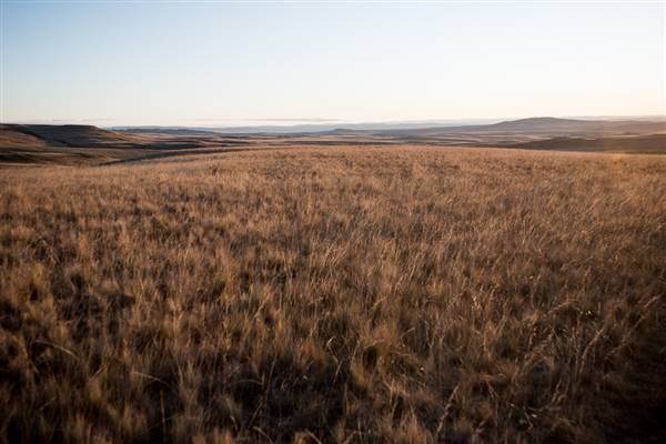 Monaro Plains (20/06/2015 - Credits: Colin McDougall)